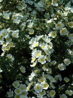 dunwich-rose3