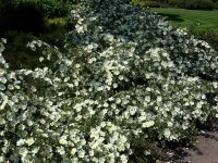 dunwich-rose4