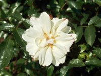 flower-carpet-white