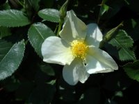 kew-gardens2