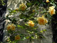 lady-hillingdon4