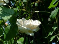madame-alfred-carriere2