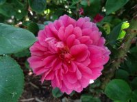 princess-anne