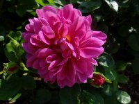 princess-anne3