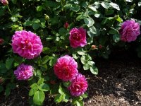 princess-anne4