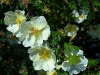 rosa-cantabrigiensis