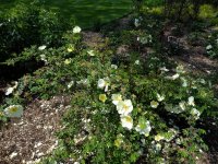 rosa-cantabrigiensis2