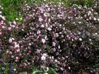 rosa-elegantula-persetosa