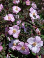 rosa-elegantula-persetosa2