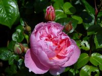 strawberry-hill