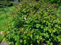 strawberry-hill2
