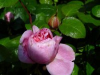 strawberry-hill3