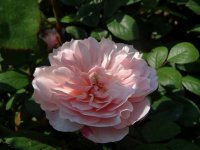 wisley-2008