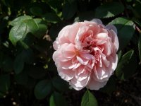 wisley-20082