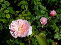 wisley-20083