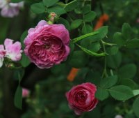 geschwind-orden_0
