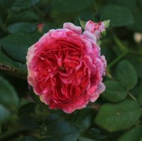 geschwinds-orden_0