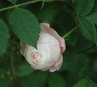 madame-oger