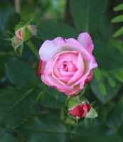 morning-blush11