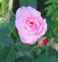 morning-blush1a