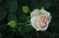 rococo