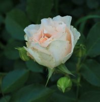rococo2
