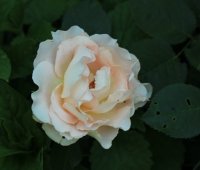 rococo3