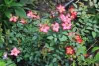 star-profusion