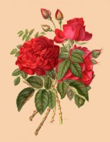 boncenne-z-ksiazkifrom-le-livre-dor-by-hariot-1903.jpg