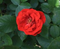 allotria