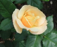 apricot-nectar