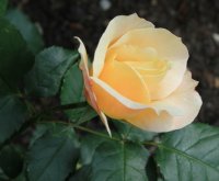 apricot-nectar2