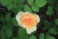 apricot-queen