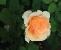 apricot-queen7