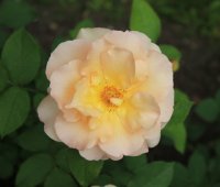 apricot-queen8