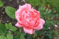 belle-epoque-2