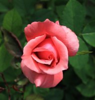belle-epoque52