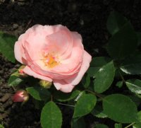 hania-zyla-848
