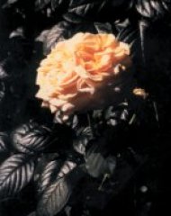 brother-sun-joyce-fleming.jpg