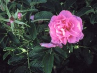 claire-laberge-joice-fleming.jpg