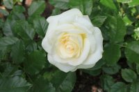 la-paloma85