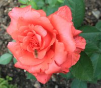 lady-rose