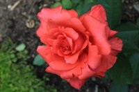 lady-rose2