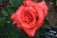lady-rose3