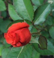 lady-rose4