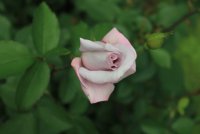 lady-x1