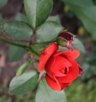 midsummer1