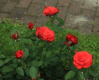 midsummer3