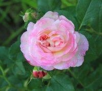 morning-blush