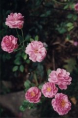 eloise-joice-fleming.jpg